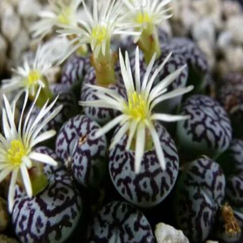 20Pcs a set Conophytum minimum syn. C. wittbergense Seed ProQgf