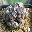 20Pcs a set conophytum minutum lisabeliae HH5141 Seed ProQgf
