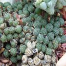 20Pcs a set Conophytum minutum var scitulum Seed ProQgf
