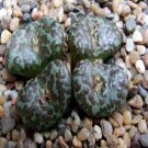 20Pcs a set Conophytum obcordellum Giftberg Seed ProQgf