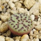 20Pcs a set Conophytum obcordellum mundum Kantoorshoek Seed ProQgf