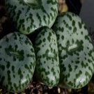 20Pcs a set Conophytum obcordellum ursprungianum SB635 Seed ProQgf