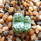 20Pcs a set Conophytum obcordellum ursprungianum Seed ProQgf
