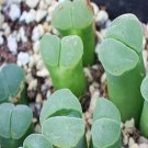 20Pcs a set conophytum PD 3658 Seed ProQgf