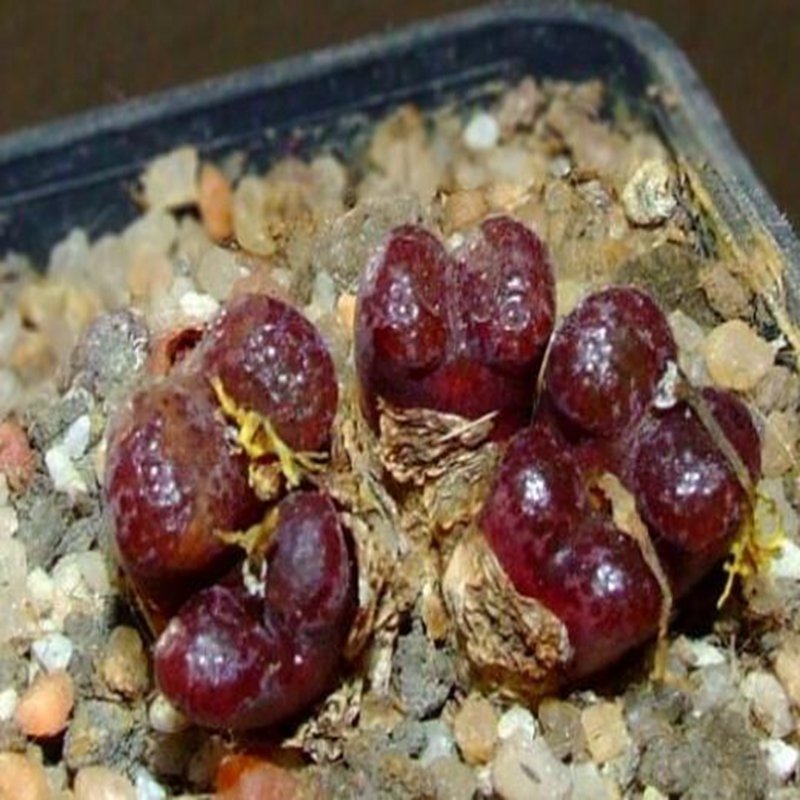 20Pcs a set Conophytum pellucidum cv. makin's plum Seed ProQgf