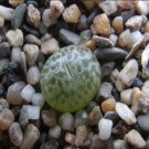 20Pcs a set Conophytum pellucidum v neohallii Silverfontein SB1187 Seed ProQgf