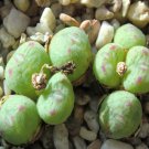 20Pcs a set Conophytum pellucidum v. pellucidum pardicolor Seed ProQgf