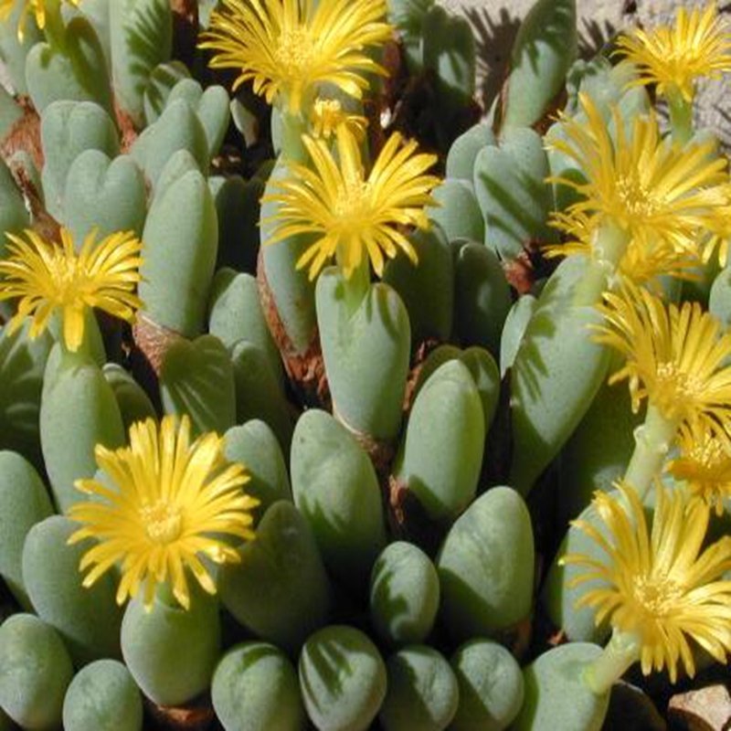 20Pcs a set Conophytum puberulum Seed ProQgf