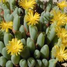 20Pcs a set Conophytum puberulum Seed ProQgf