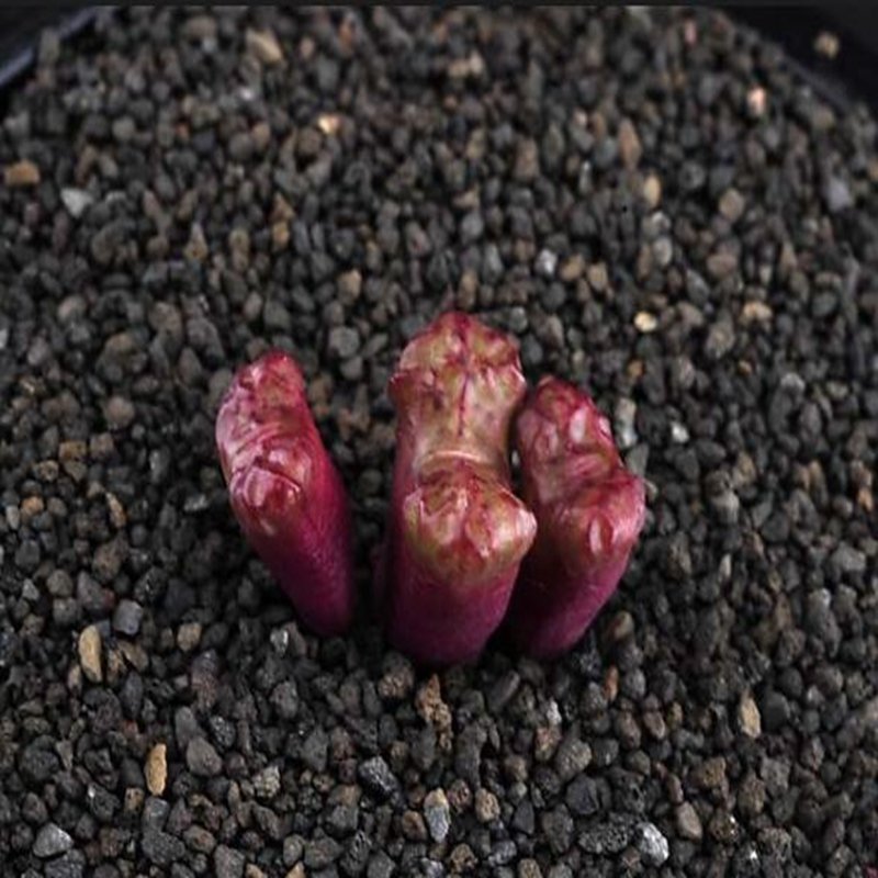 20Pcs a set conophytum R&Y1820 Seed ProQgf
