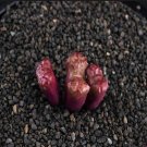 20Pcs a set conophytum R&Y1820 Seed ProQgf