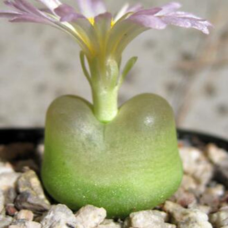 20Pcs a set conophytum ratum EF534 Namies Seed ProQgf