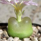 20Pcs a set conophytum ratum EF534 Namies Seed ProQgf