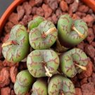 20Pcs a set conophytum rolfii RR1003 Seed ProQgf