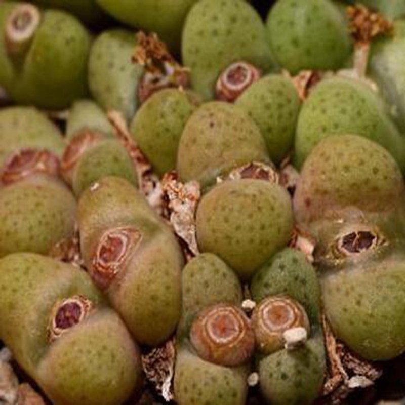 20Pcs a set Conophytum roodiae SB2292 Seed ProQgf