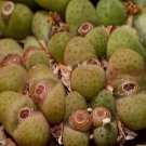 20Pcs a set Conophytum roodiae SB2292 Seed ProQgf