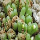 20Pcs a set Conophytum roodiae subsp. corrugatum Seed ProQgf