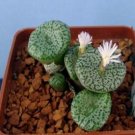 20Pcs a set conophytum RR992 Seed ProQgf
