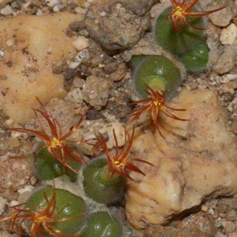 20Pcs a set conophytum SH.1913 Seed ProQgf