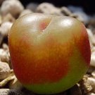 20Pcs a set conophytum sh802 Seed ProQgf