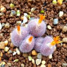 20Pcs a set Conophytum stephanii Helmutii CR1439 Seed ProQgf