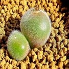 20Pcs a set Conophytum stephanii helmutii Seed ProQgf