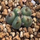 20Pcs a set Conophytum stephanii ssp.helmutii PVB3625 Seed ProQgf