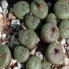 20Pcs a set Conophytum truncatum var. wiggettiae Seed ProQgf