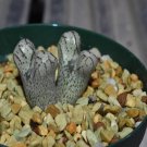 20Pcs a set conophytum turrigerum CR1195 Seed ProQgf