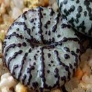 20Pcs a set Conophytum ursprungianum Lokemburg Seed ProQgf