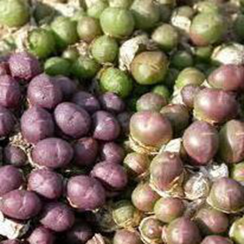 20Pcs a set Conophytum uviforme ssp subincanum Seed ProQgf