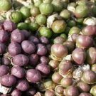 20Pcs a set Conophytum uviforme ssp subincanum Seed ProQgf