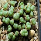 20Pcs a set Conophytum uviforme ssp. decoratum Seed ProQgf