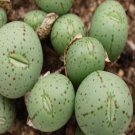 20Pcs a set Conophytum uviforme stipitatum Seed ProQgf