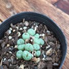 20Pcs a set Conophytum velutinum anereovirida Seed ProQgf