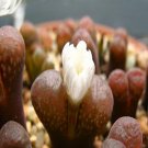 20Pcs a set conophytum verrucosum Stofvlei Seed ProQgf
