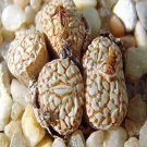 20Pcs a set Conophytum wittebergense PV913 Seed ProQgf