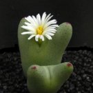 20Pcs a set onophytum bilobum var. leucanthum Seed ProQgf