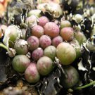 20Pcs a set onophytum pium Seed ProQgf