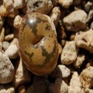 20Pcs a set rare dark brown Conophytum Seed ProQgf