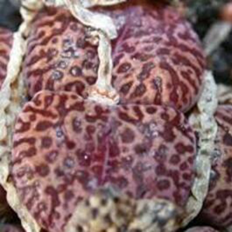 20Pcs a set roodiae ne Silverfontein Seed ProQgf