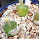 20Pcs a set C. Acutum Seed ProQgf