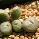 20Pcs a set C. angelicae CR.1382 Seed ProQgf