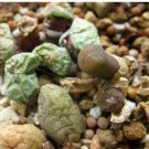 20Pcs a set C. Arthurolfago CR.1028 Seed ProQgf