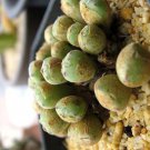 20Pcs a set C. chauviniae Seed ProQgf