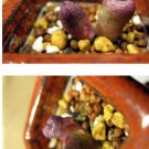 20Pcs a set C. cv. secret of suzzane ex. Steven Hammer Seed ProQgf