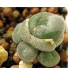 20Pcs a set C. Depressum ssp. Perdurans Seed ProQgf