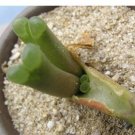 20Pcs a set C. limpidum LAV.1422 Seed ProQgf
