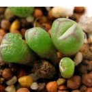 20Pcs a set C. LOESCHIANUM LAV.28185 Seed ProQgf