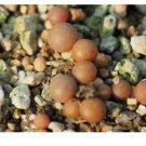 20Pcs a set C. maughanii latum SB.1495 Seed ProQgf